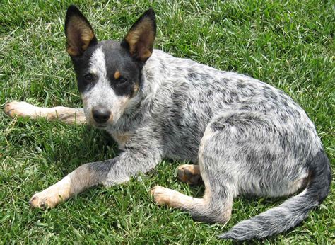 Australian Stumpy Tail Cattle Dog Puppies Rescue Pictures