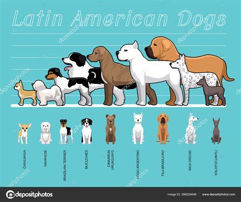 Australian Dogs Size Comparison Set Cartoon Vector Illustration Stock