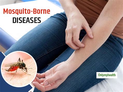 Know Everything About Mosquito Borne Diseases Symptoms And Treatment Onlymyhealth