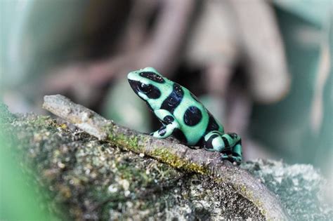 14 Fun Facts About Poison Dart Frogs Fact City