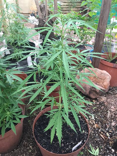 Early Flowering Question | Grasscity Forums - The #1 Marijuana ...