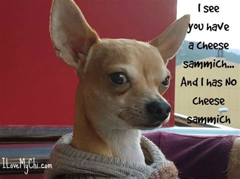 21 Funny Chihuahua Memes I Love My Chi
