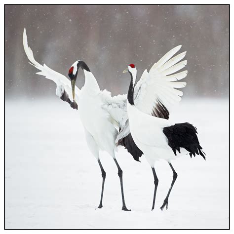 the dance of the crane … genieten van de kraanvogels … flickr