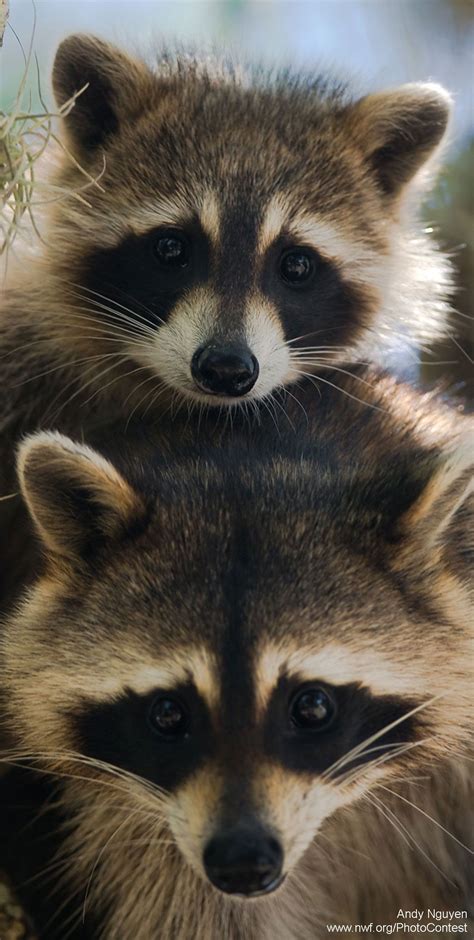 Best 25 Racoon Ideas On Pinterest Raccoon Art Raccoons And Baby Raccoon