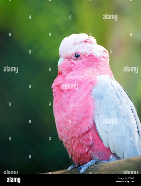 Pink Parrot At Zoo Stock Photo Alamy