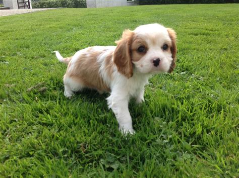 If you're considering adopting a cavalier king charles spaniel puppy, make sure you understand this breed's special health considerations. Cavalier King Charles Puppies | Carmarthen, Carmarthenshire | Pets4Homes