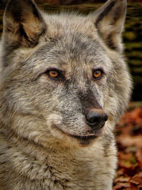 Wolf Portrait Photograph By Devina Browning Fine Art America