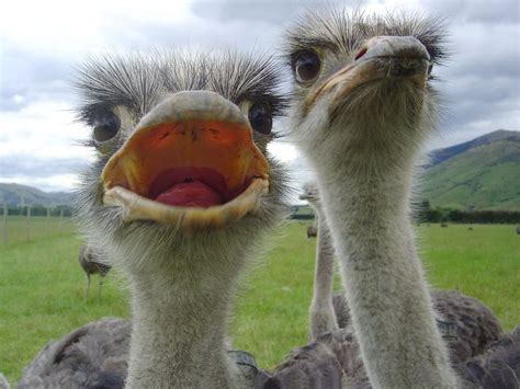 38 Best Ostrich Funny Faces ~~ Images On Pinterest Ostriches