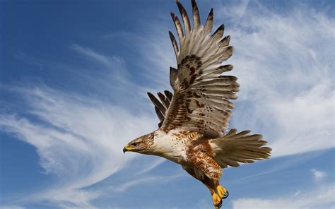 Eagle Hd Wallpaper Background Image 2560x1600 Id324889