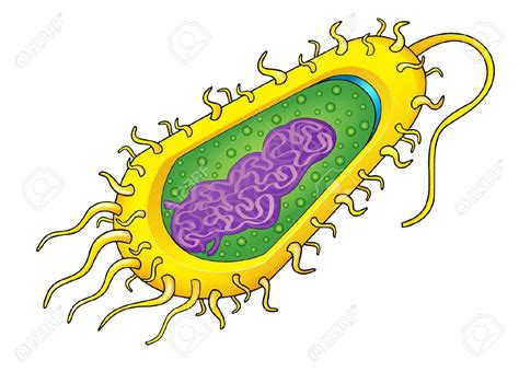 Estructura De Una Bacteria Abc Fichas