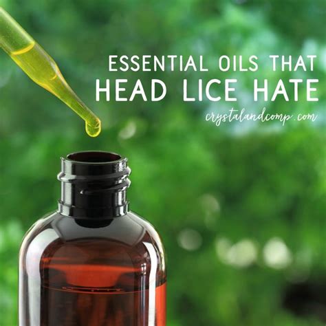 Head Lice Remedies And Tips