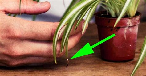 For the best results, you should use as sharp a pair of scissors as possible. Brown Tips on Houseplants Leaves - A Reason Why!