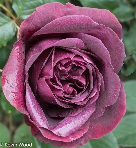 Rose Munstead Wood Garden Shrubs Rose Shrubs