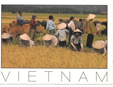 Vietnam Postcard Rice Harvest Unused In Collectables Postcards