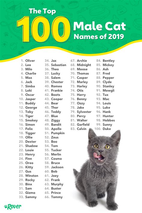 The 100 Most Popular Cat Names Of All Time Rover Com Cute Pet Names