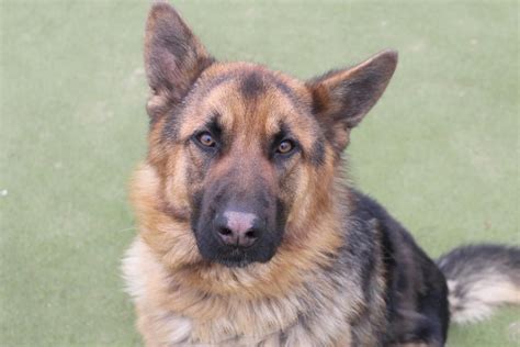 What does gsd service dog mean. Adopt a Dog | Benjy, German Shepherd Dog (GSD / Alsatian ...
