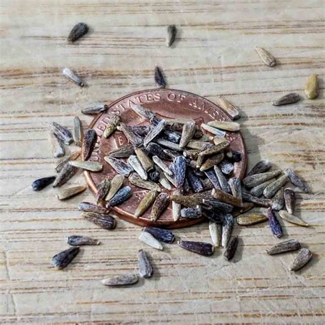 Heirloom China Aster Seed Mix Terroir Seeds