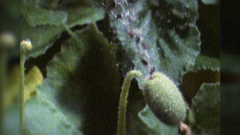 Seed Dispersal Of The Squirting Cucumber Examined Britannica