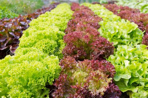 Lettuce Growing Guide Cultivers