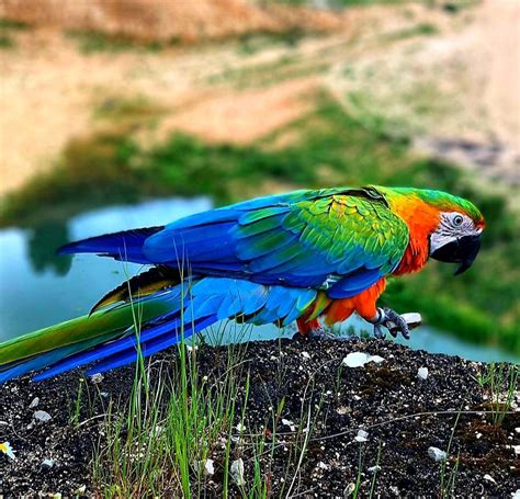 Amazing Colorful Macaw Macaw Color Amazing