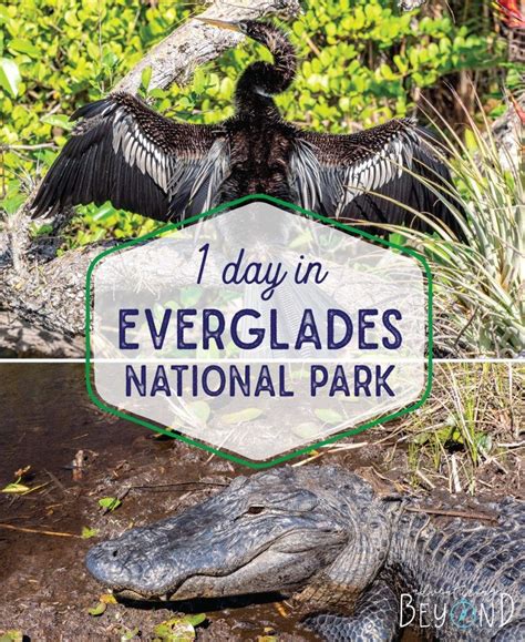 Complete Guide To 1 Day In Everglades National Park Everglades