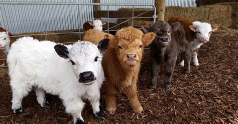 Door marinus van schayk #fotowedstrijd #natuurmonumenten. Fluffy Baby Cows Are Here to Make Your Day Better