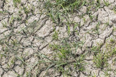 Desolate Barren Dry Cracked Soil With Patches Of Grass Royalty Free
