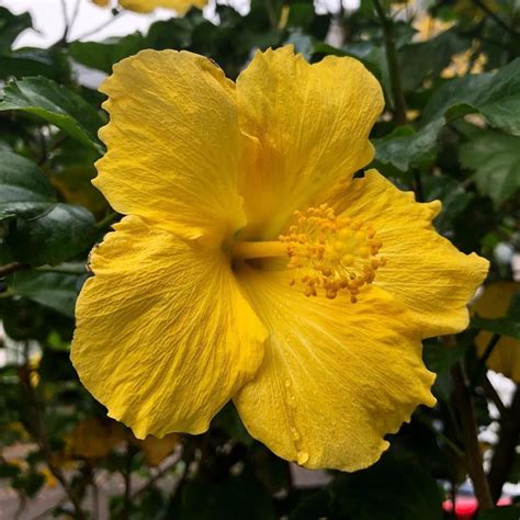 White hibiscus flowers can be obtained by planting the lucky seed in a small planter box and waiting seven days. hibiscus flower benefits for hair and skin #Hibiscus ...