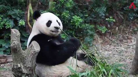 Singapores Pandas After Their First Mating Session Youtube