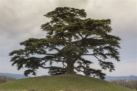 Cedar Tree Of Lebanon A Secular Tree Symbol Of La Morra Stock Photo