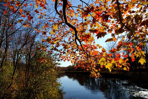 Filefall Tree Branch Leaves Along River Virginia Forestwander