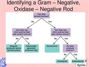 Ppt Ch 10 Taxonomy And Classification Powerpoint Presentation Free