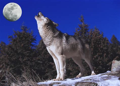 Wolf Howling At The Moon Wolf Moon Night Sky Stars Space By Inspired