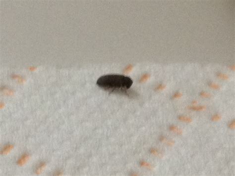 Tiny Black Bugs In House Near Window That Fly Ardis Mcknight