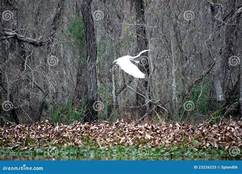 Louisiana Crane Stock Image Image Of Pads Lilly White 23226225