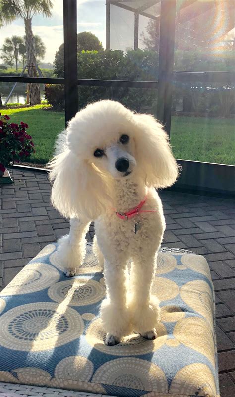 Pin By Rosa Castro On French Poodle Dog Haircuts Poodle Puppy Toy