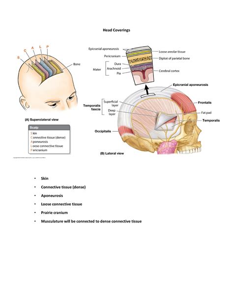 Head Coverings Head Coverings Skin Connective Tissue Dense