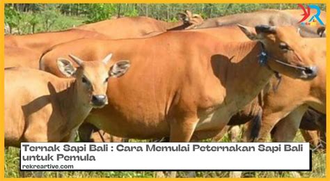 Cara Ternak Sapi Bali Untuk Pemula Mudah And Menguntungkan Rekreartive