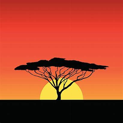 Sunset Africa Tree Afrika African Tramonto Dell