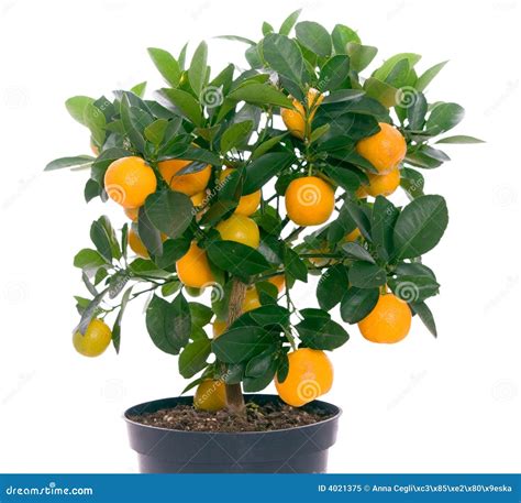 Full Of Small Citrus Tree Royalty Free Stock Photo Image 4021375