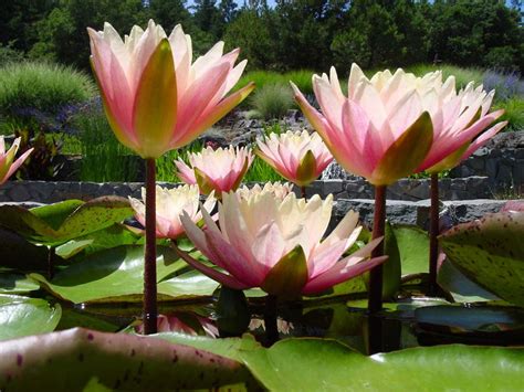 Water Lily High Quality Wallpapers