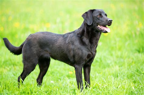 Labrador Retriever Breed Info Best Food Training Grooming Bil Jac