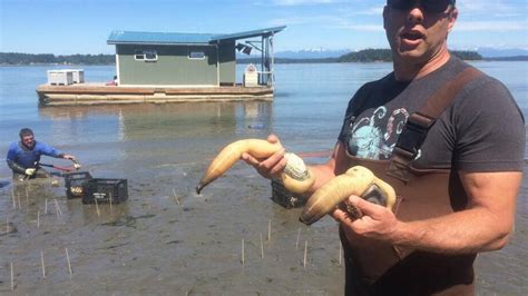 Neighbors Fight Geoduck Farm In Washingtons Shellfish Heartland The