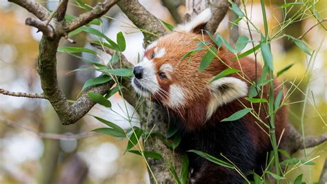 Red Panda Bamboo