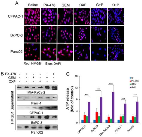 Inhibition Of Hif 1α By Px 478 Enhances The Anti Tumor Effect Of