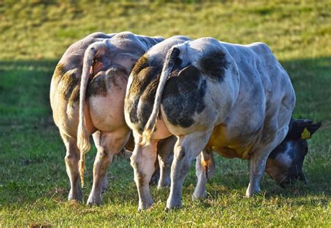 The gigantic super cows are massive and full of muscle like advanced body builders. Jacked Belgian Blue cattle : pics | Belgian blue, Belgian ...