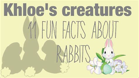 11 Fun Facts About Rabbits Youtube