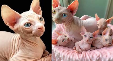 5 out of 5 stars. Paw-some facts about Sphynx cats that will leave you astounded