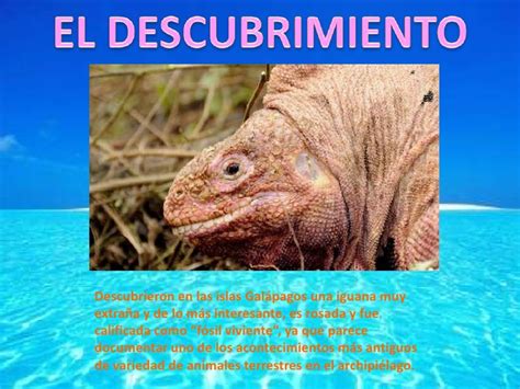 Es absolutamente gracioso en el aire, y puede estar en el mar durante meses e incluso años sin tocar tierra. Los Animales De Las Galapagos