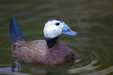 White Headed Duck Rare And Endangered Series Nature Notes